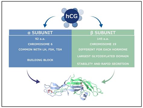 Human chorionic gonadotropin: Biochemistry and measurement .